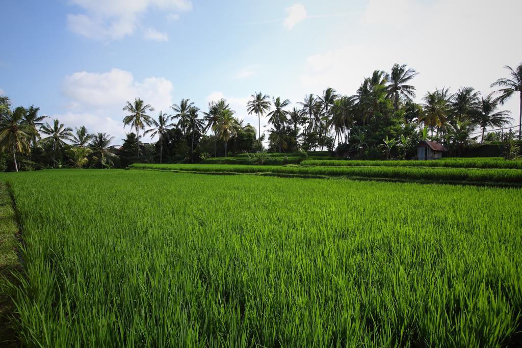 Satori Villas Bali Ubud Exteriér fotografie